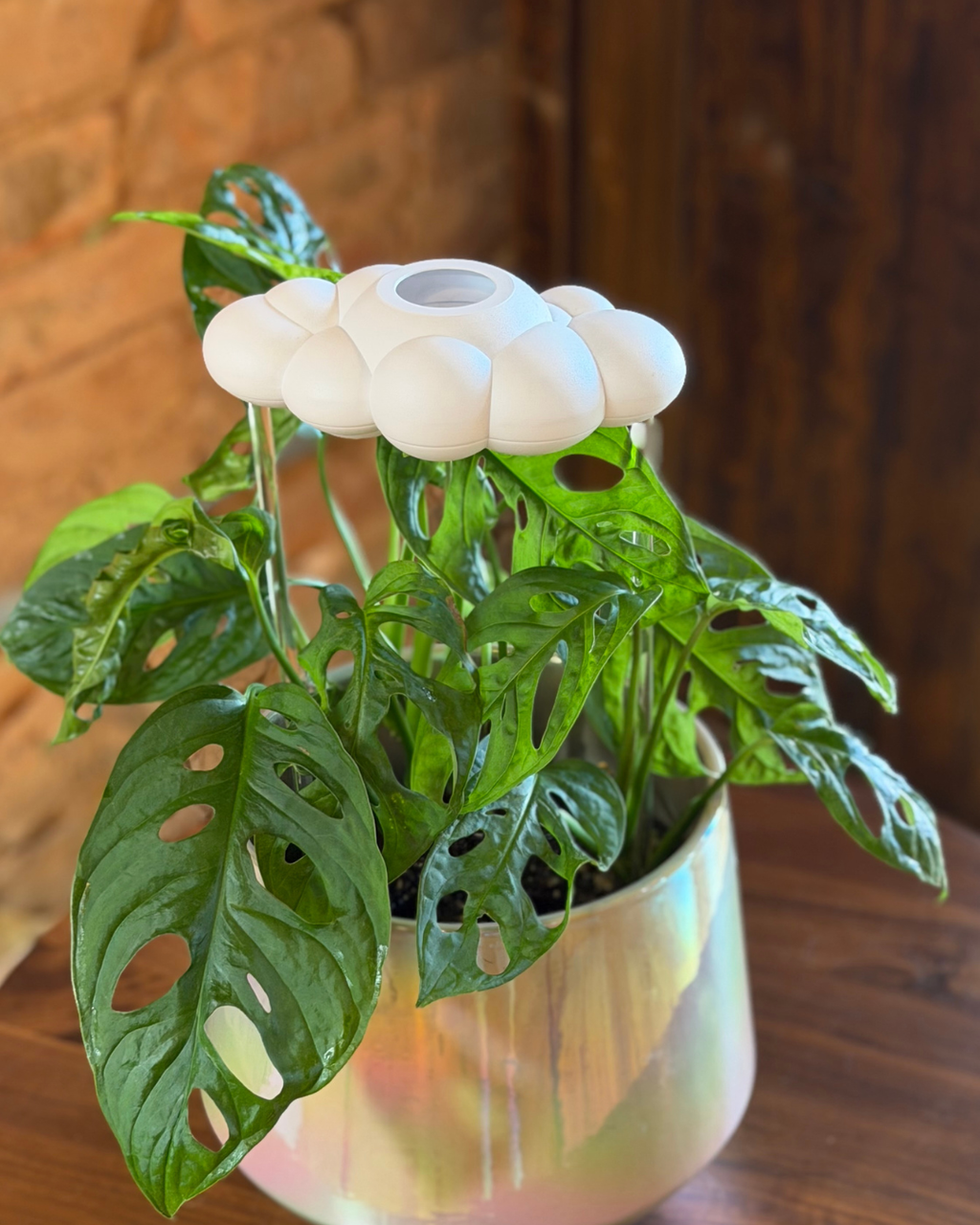 Dripping Rain Cloud Plant Waterer