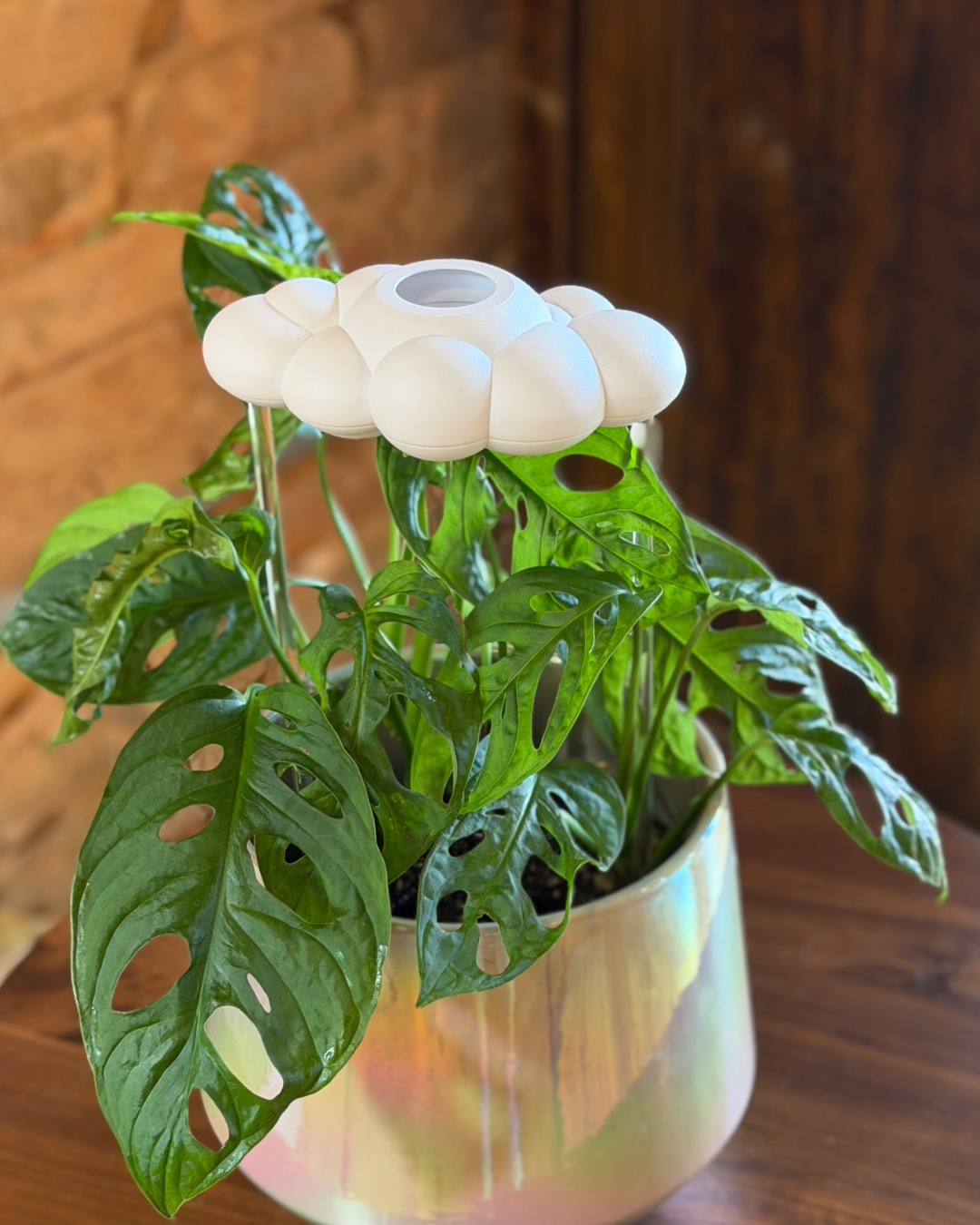 Dripping Rain Cloud Plant Waterer