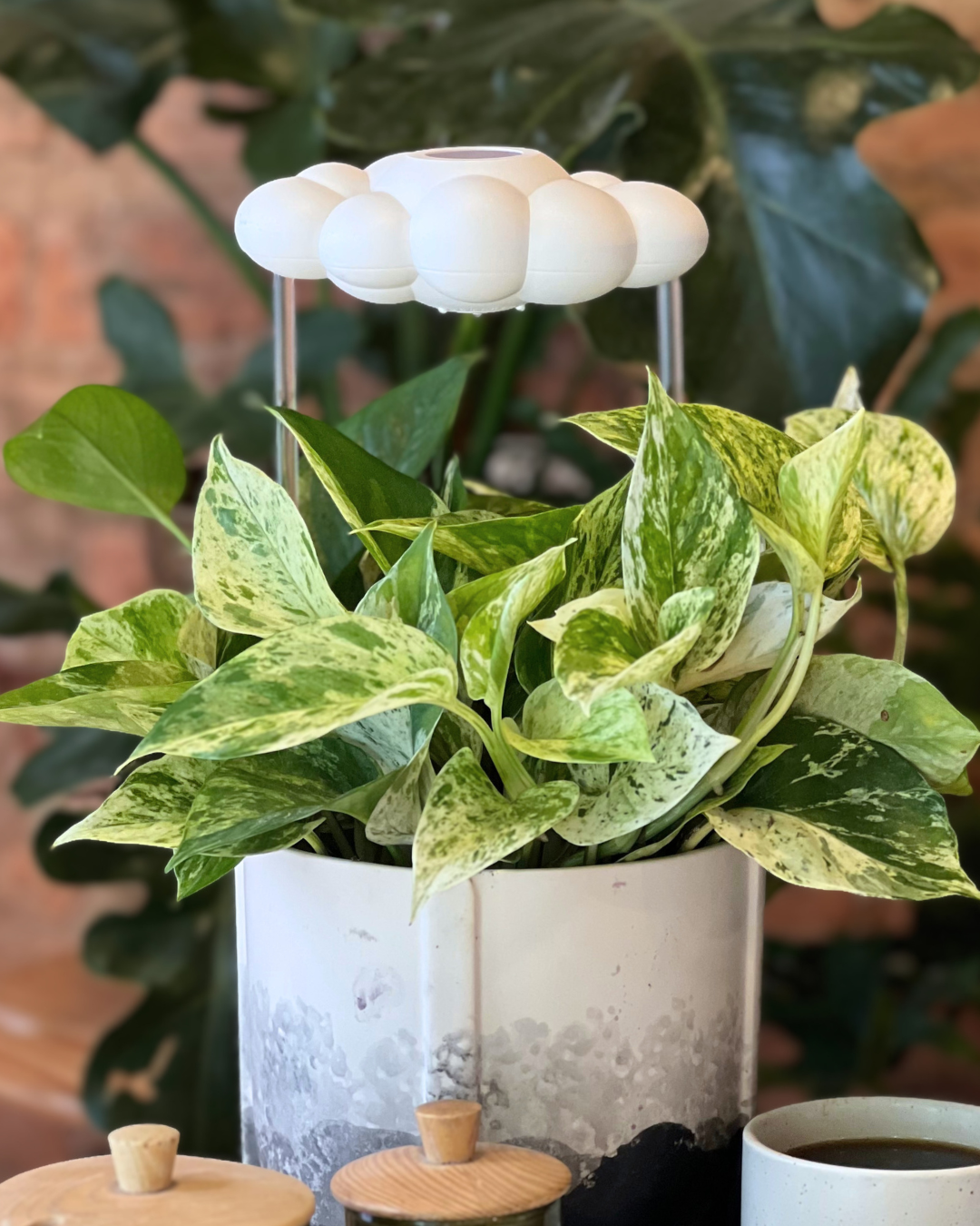 Dripping Rain Cloud Plant Waterer