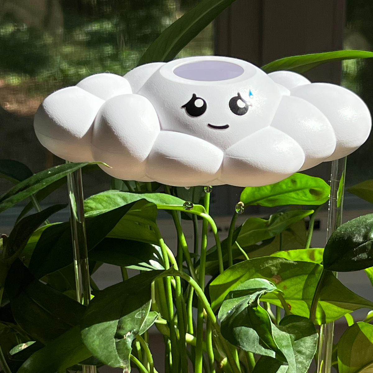 Cory the Cloud